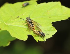 Temnostoma excentrica