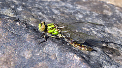 Ophiogomphus howei