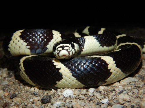 California King Snake