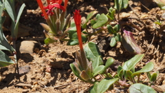 Monardella macrantha macrantha