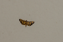 Eurrhyparodes tricoloralis