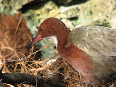 Dryolimnas cuvieri aldabranus