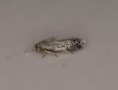 Nepticuloidea
