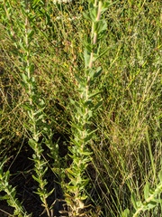 Hazardia squarrosa grindelioides