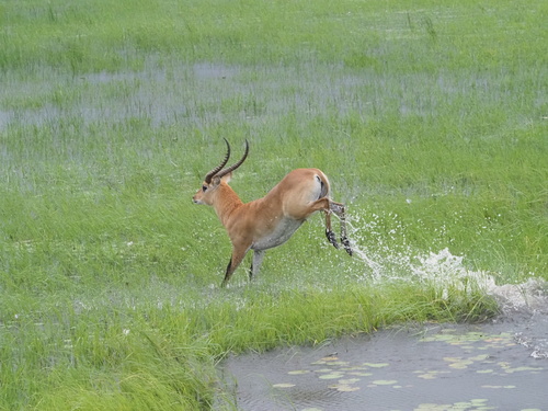 Lechwe, photo 5 of 10