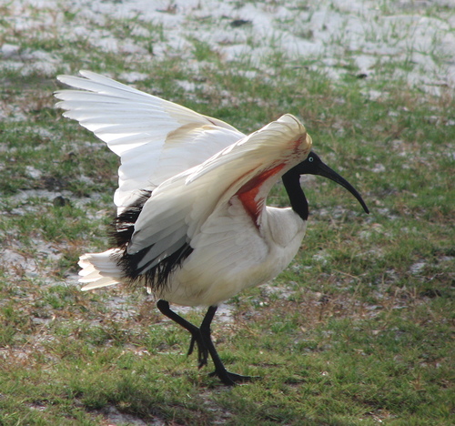 Malagasy Sacred Ibis (Threskiornis bernieri), photo 7