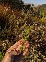 Baccharis sarothroides × pilularis