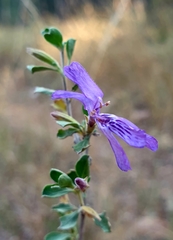 Dyschoriste rogersii