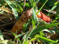 Phallus rubicundus