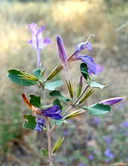 Dyschoriste rogersii