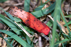 Phallus rubicundus