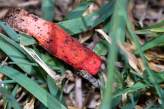 Phallus rubicundus
