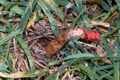 Phallus rubicundus