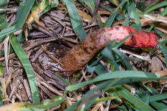 Phallus rubicundus