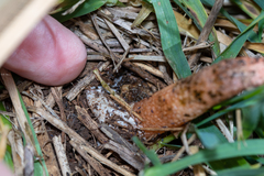 Phallus rubicundus