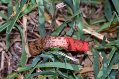 Phallus rubicundus