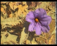 Solanum carduiforme