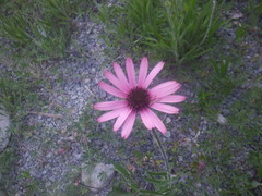 Echinacea tennesseensis