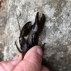 Cherax depressus