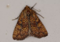 Perigea xanthioides