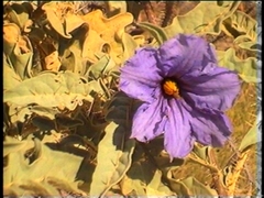 Solanum carduiforme