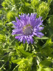 Stokesia laevis