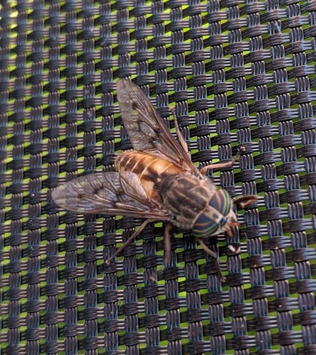 Orange-sided Horse Fly photo 5