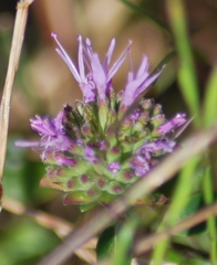 Monardella purpurea