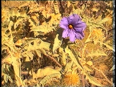 Solanum carduiforme