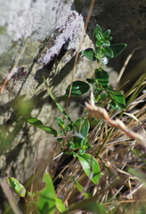 Monardella purpurea