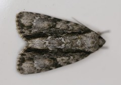 Acronicta connecta
