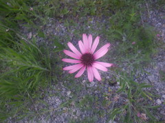 Echinacea tennesseensis