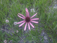 Echinacea tennesseensis