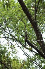 Nyctibius jamaicensis