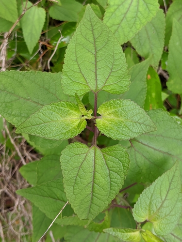 Image of Brickellia cordifolia by (c) Scott Allen Davis, some rights reserved (CC BY)