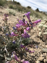 Penstemon confusus