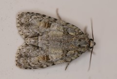 Acronicta exilis
