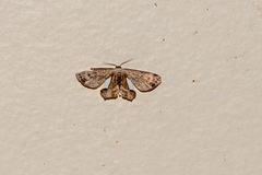 Phazaca decorata