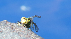 Ophiogomphus howei