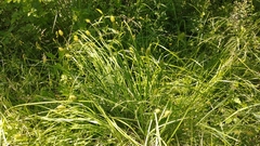 Carex squarrosa