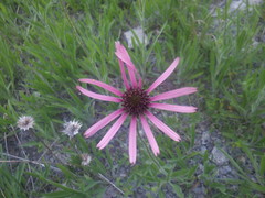 Echinacea tennesseensis