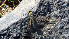 Ophiogomphus howei