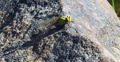 Ophiogomphus howei