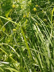 Carex squarrosa
