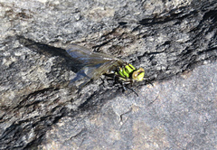 Ophiogomphus howei