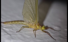 Potamanthus luteus