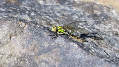 Ophiogomphus howei