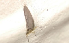 Serratella ignita