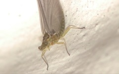 Serratella ignita