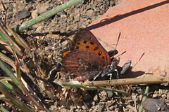 Aloeides thyra thyra